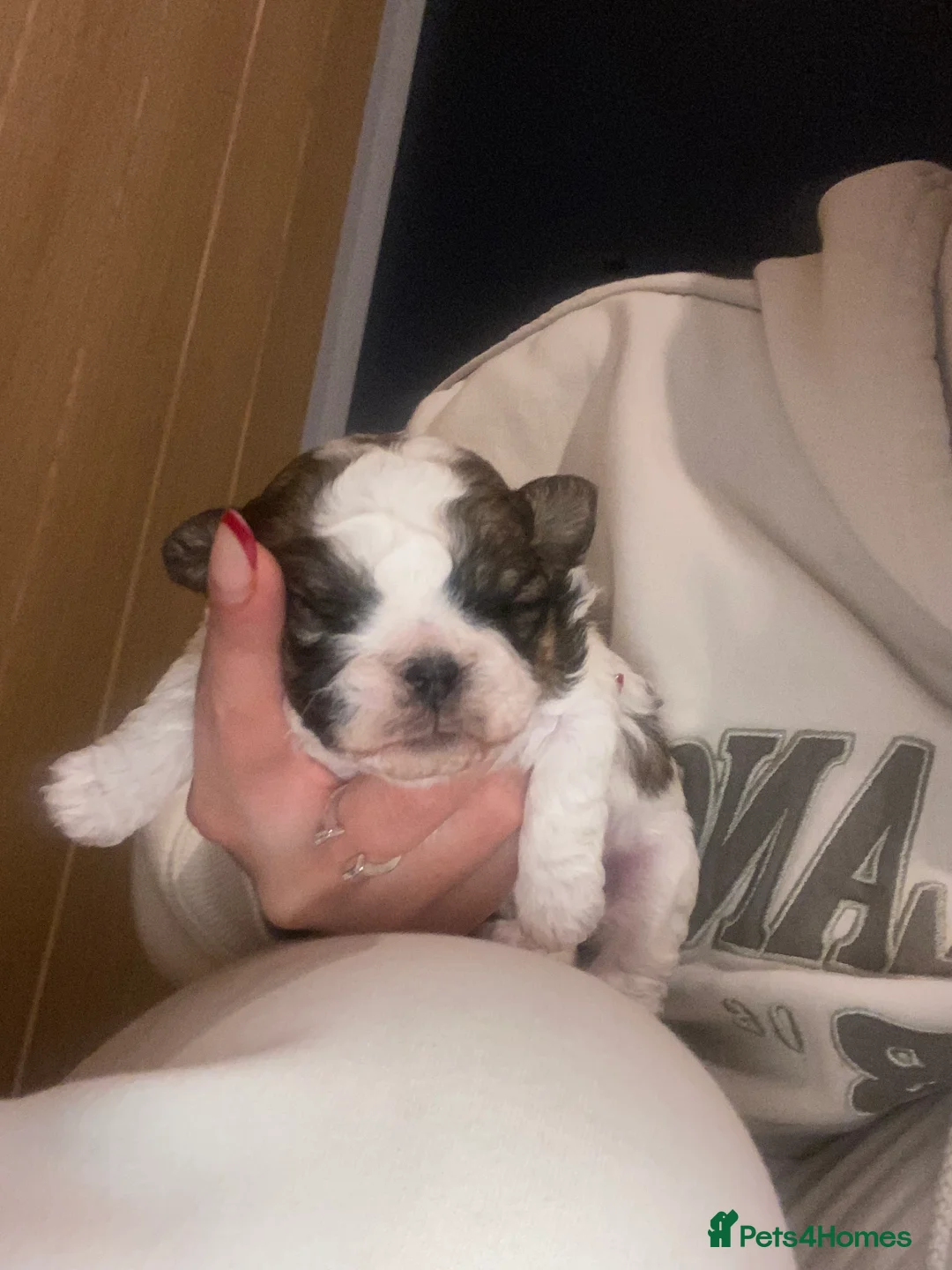 Shih Tzu dogs for sale: X2 beautiful female shihtzu puppies  - Advert 7