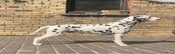Dalmatian dogs for stud: Health tested, tv and advert star Dalmatian   in Aberdare - Advert 8