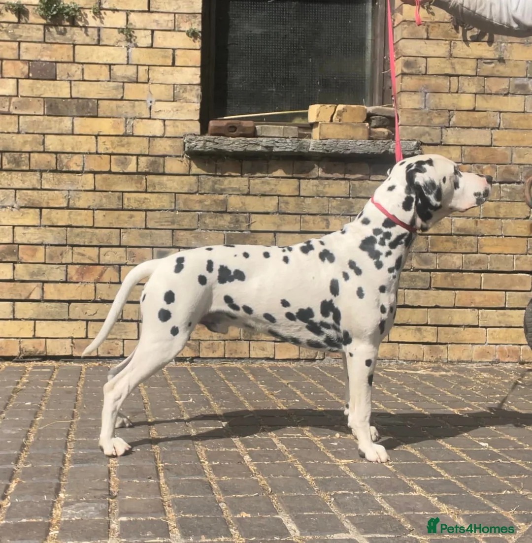 Dalmatian dogs for stud: Health tested, tv and advert star Dalmatian   in Aberdare - Advert 8