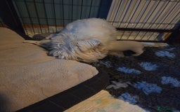 West Highland Terrier dogs for sale: Gorgeous pedigree westies, excellent bloodlines - Image 33