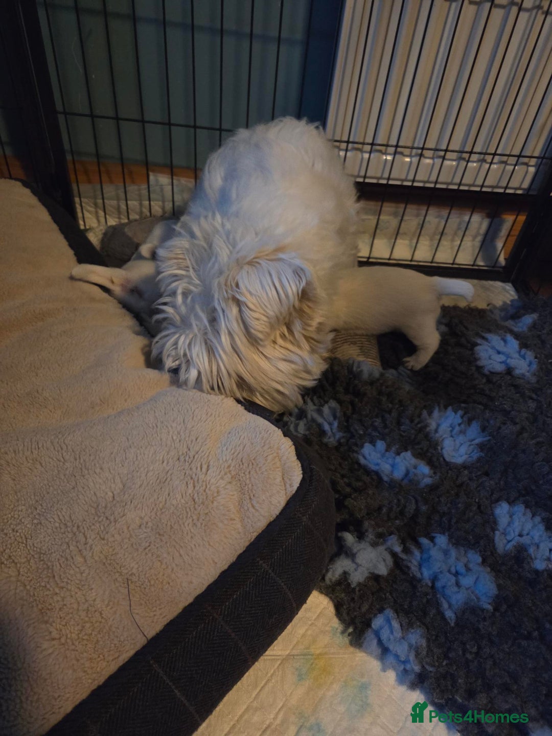 West Highland Terrier dogs for sale: Gorgeous pedigree westies, excellent bloodlines - Image 33