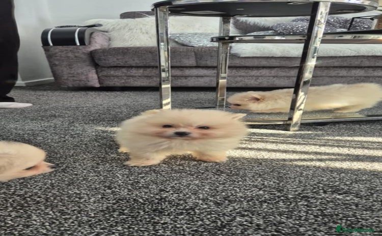 Pomeranian dogs - Advert 10
