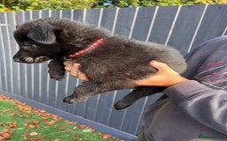 German Shepherd dogs for sale: German Shepherd Puppies, Ready to leave next week - Image 26