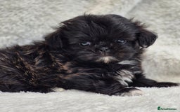 Shih Tzu dogs for sale: Gorgeous Small Imperial Shih tzu puppies READY - Image 28