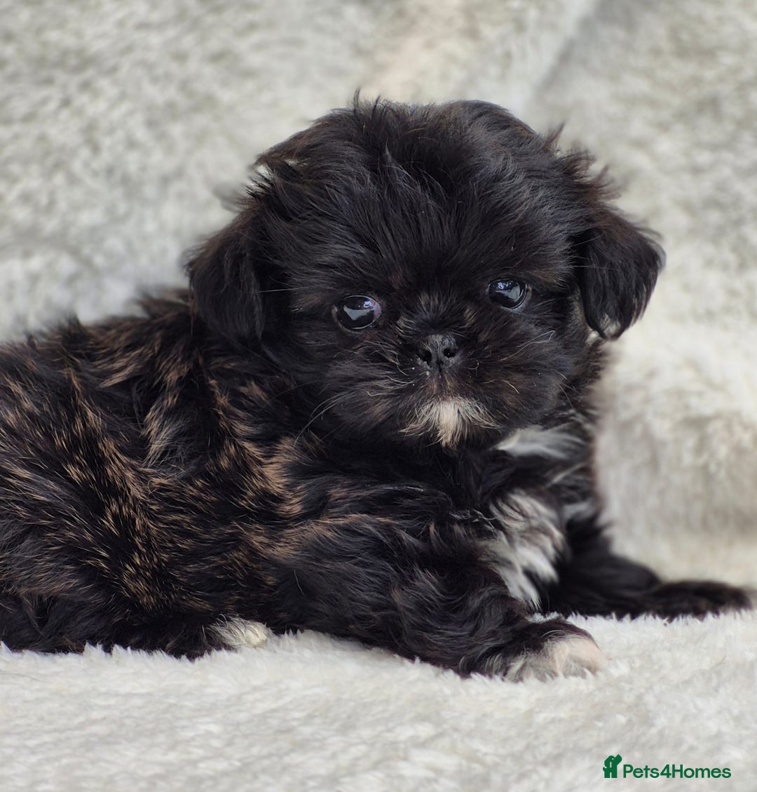 Shih Tzu dogs for sale: Gorgeous Small Imperial Shih tzu puppies READY - Image 28