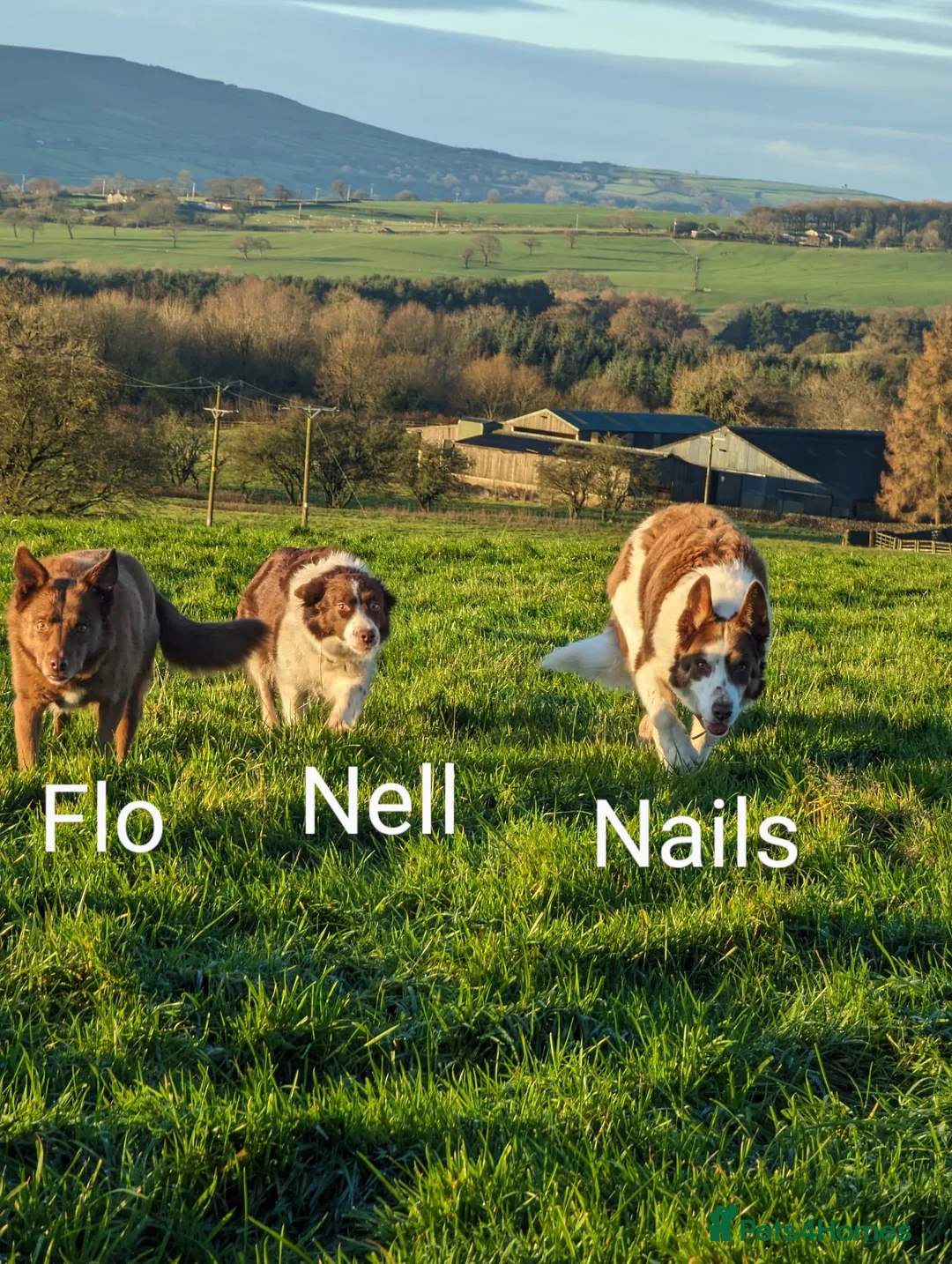 Border Collie dogs for stud: Award Winning Red and White Border Collie for stud in Ilkley - Advert 5