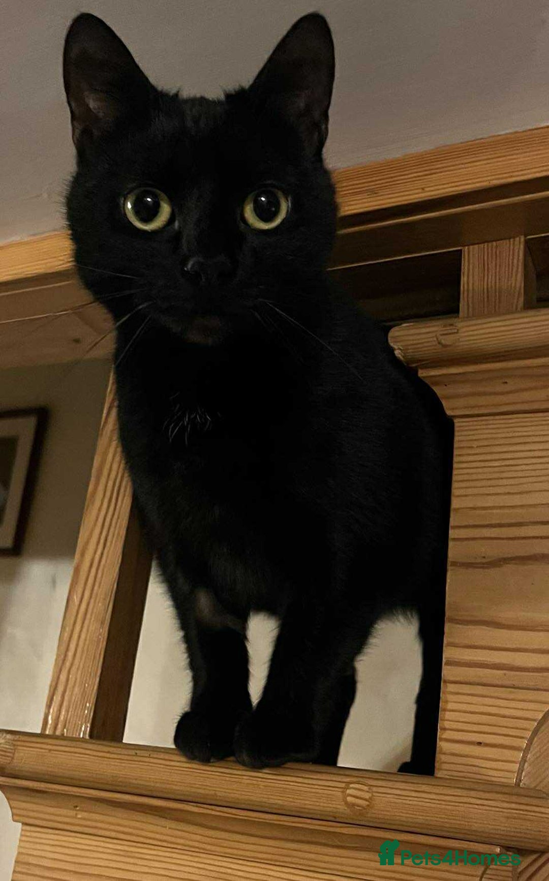 Mixed Breed cats for adoption: Beautiful Emma - Advert 3