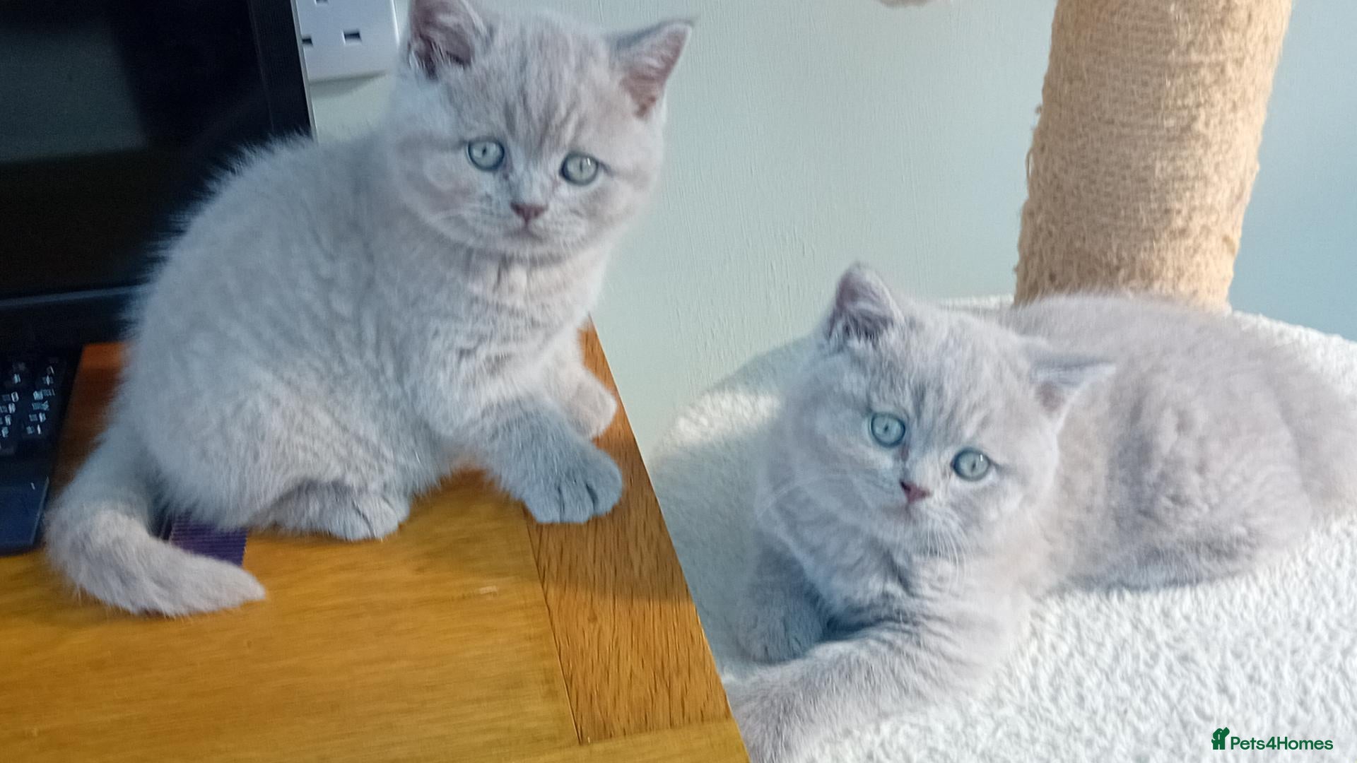 British Shorthair cats Beautiful British short-hair kittens  - Advert 1