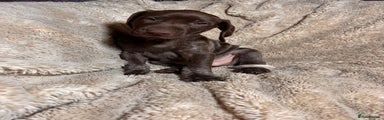 German Shorthaired Pointer Puppy 1