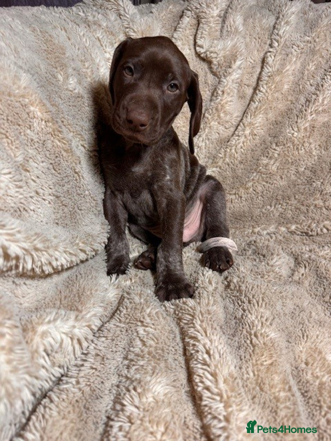 German Shorthaired Pointer dogs for sale: KC Reg Champ blood Lines GSP Pointer Pups - Leeds - Advert 9