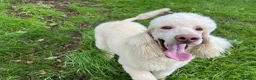 Standard Poodle dogs for sale: KC reg apricot standard poodle boy - Advert 8
