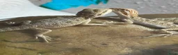 Bearded Dragon reptiles for sale: Baby Bearded Dragons. Visual Dunners & Hypos - Advert 29