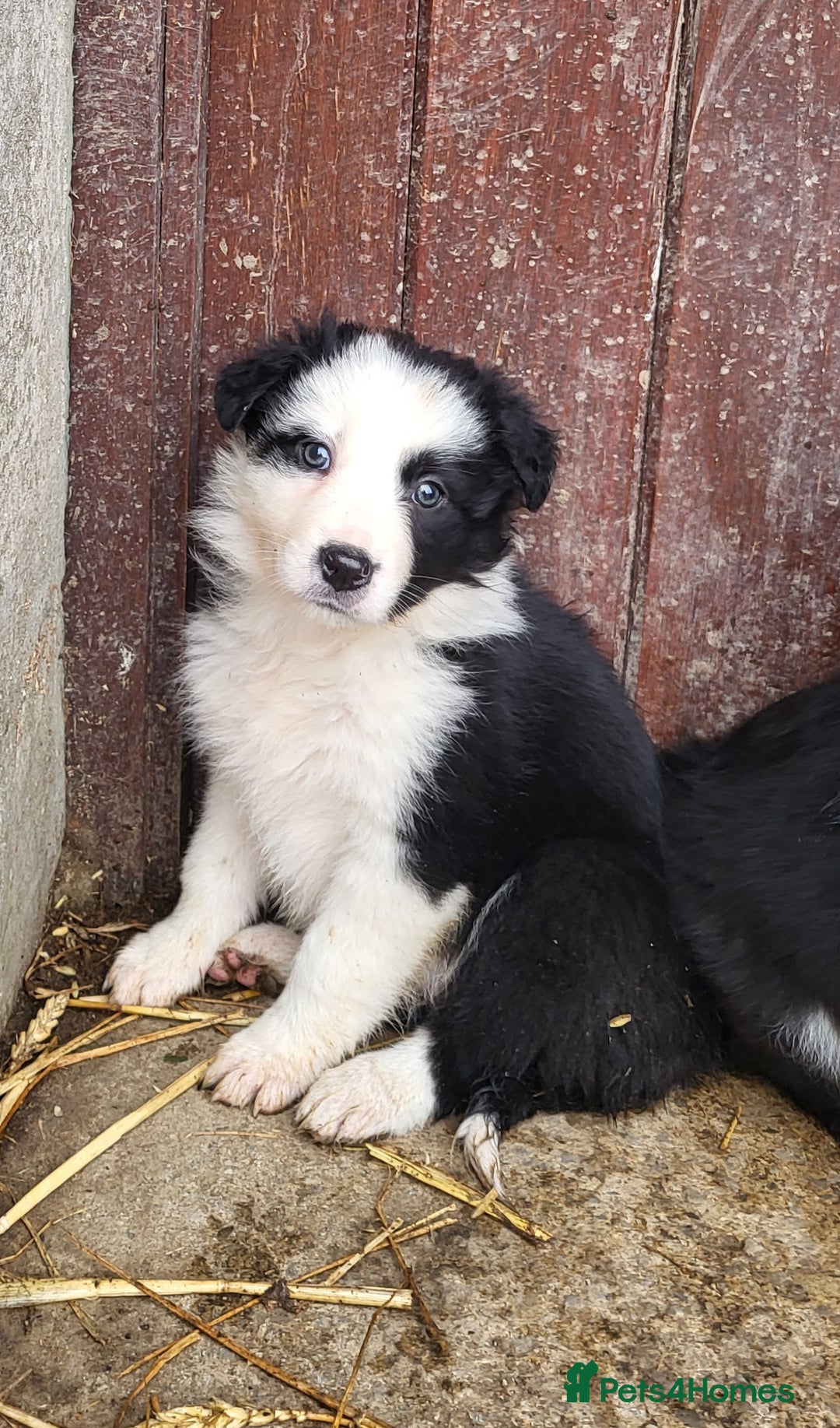 Border Collie dogs for sale: Farm bred, Tri coloured border collie puppies  - Advert 10