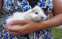 Guinea Pig rodents for sale: Beautiful bonded boars - Image 5
