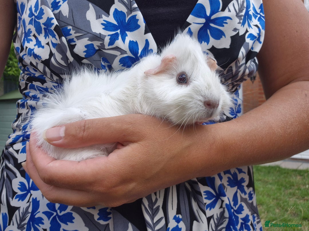Guinea Pig rodents for sale: Beautiful bonded boars - Image 5
