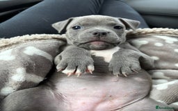Mixed Breed dogs for sale: Classic American Bully  - Image 6