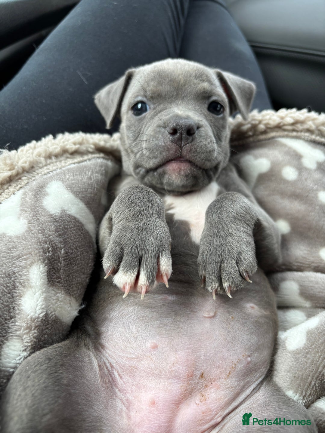 Mixed Breed dogs for sale: Classic American Bully  - Image 6