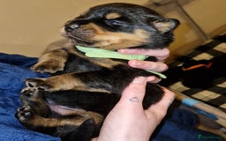 Rottweiler dogs for sale: Beautiful rottweiler puppys  - Image 10