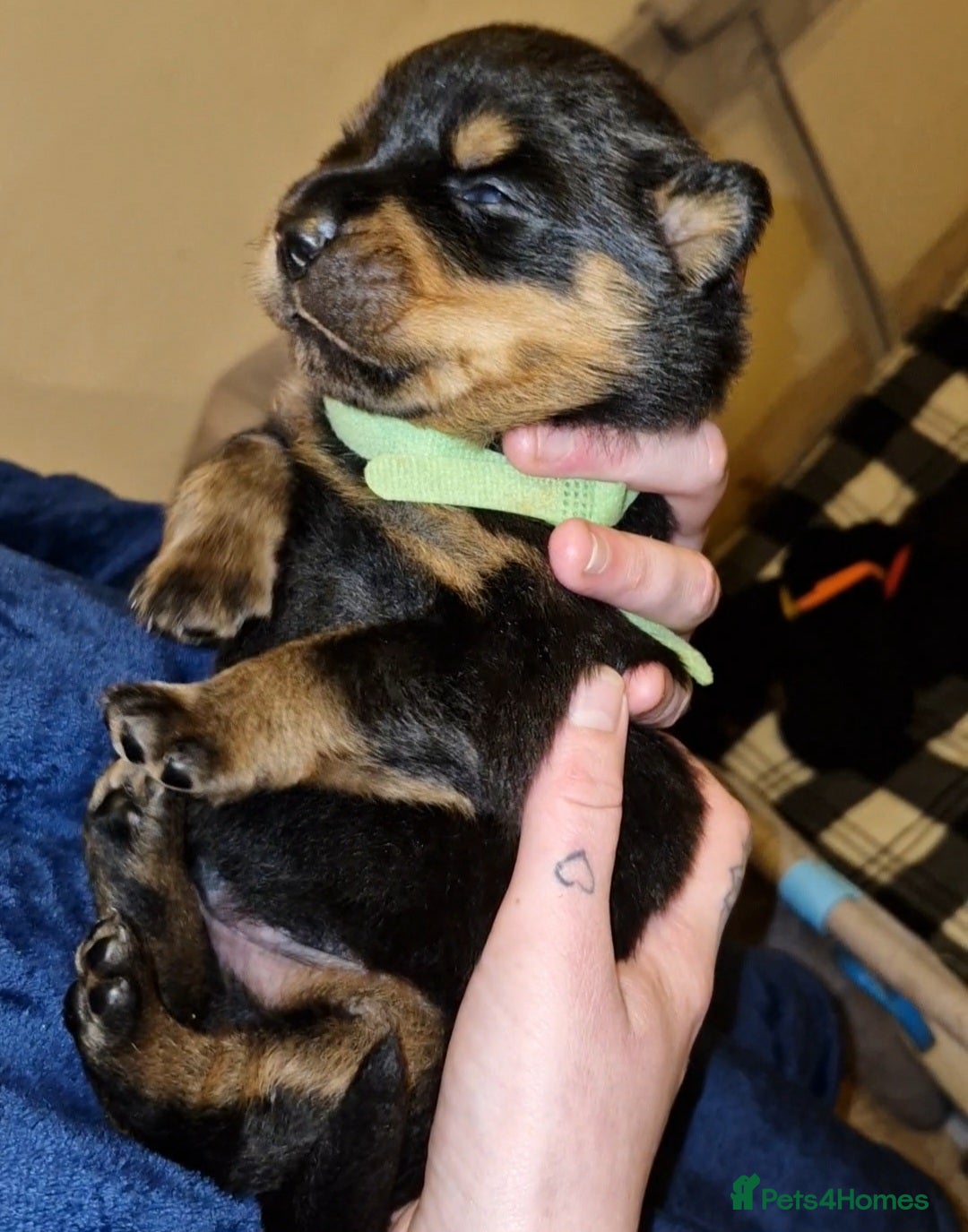 Rottweiler dogs for sale: Beautiful rottweiler puppys  - Image 10