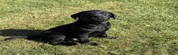 Labrador Retriever dogs for sale: Handsome Labrador dogs available  in Durham - Advert 5