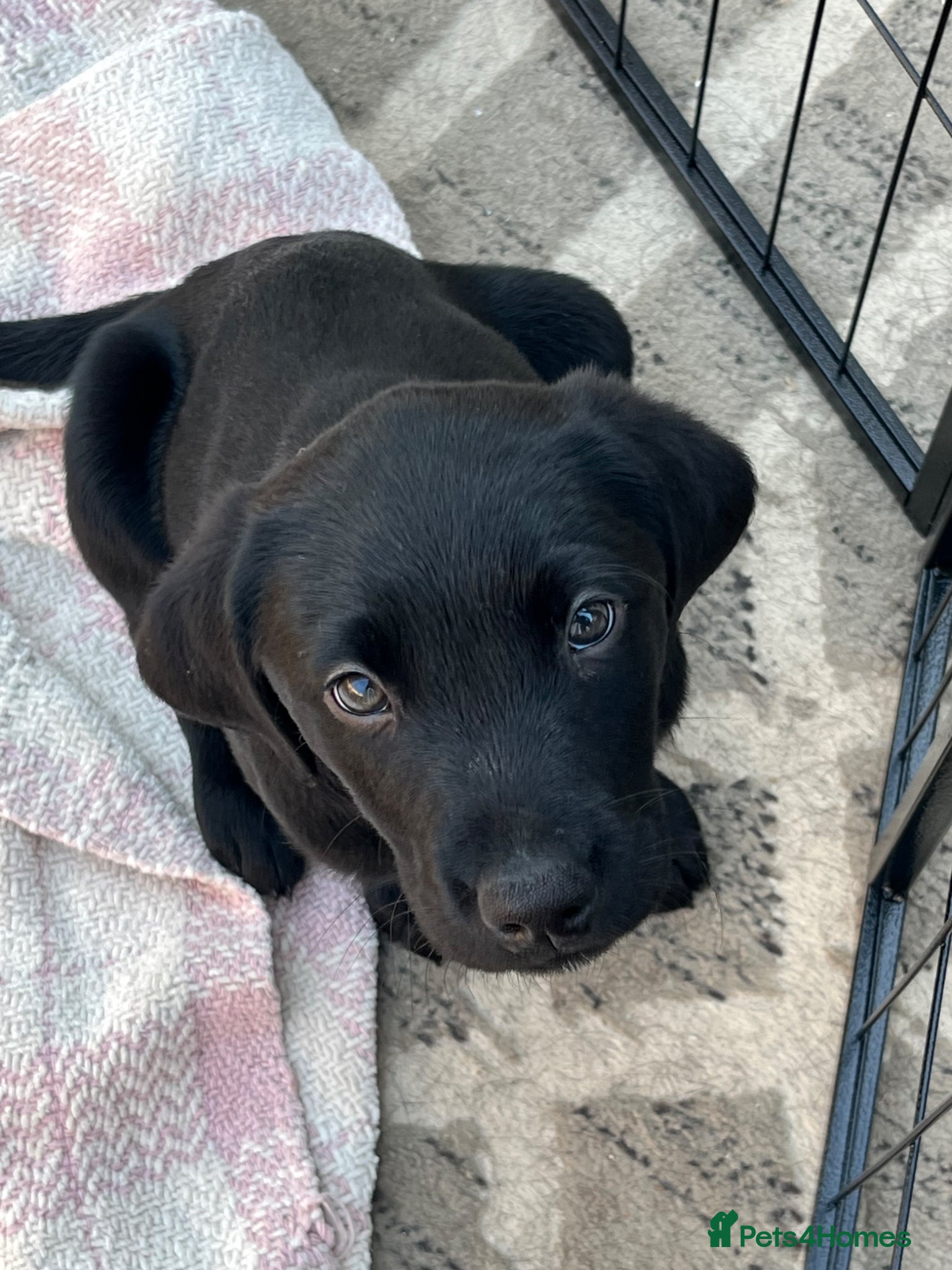 Labrador Retriever dogs x9 Labrador Puppies. Two remaining  - Advert 16
