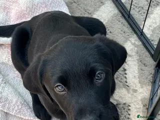 Labrador Retriever dogs x9 Labrador Puppies. Two remaining - Advert 16