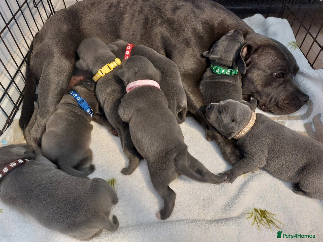 Staffordshire Bull Terrier dogs for sale: Blue Staffordshire Bull Terrier 🐶 Puppies 🐶 - Image 20