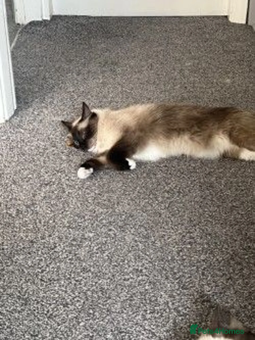 Ragdoll cats for sale: 4yr old ragdoll female looking for her new home - Advert 8