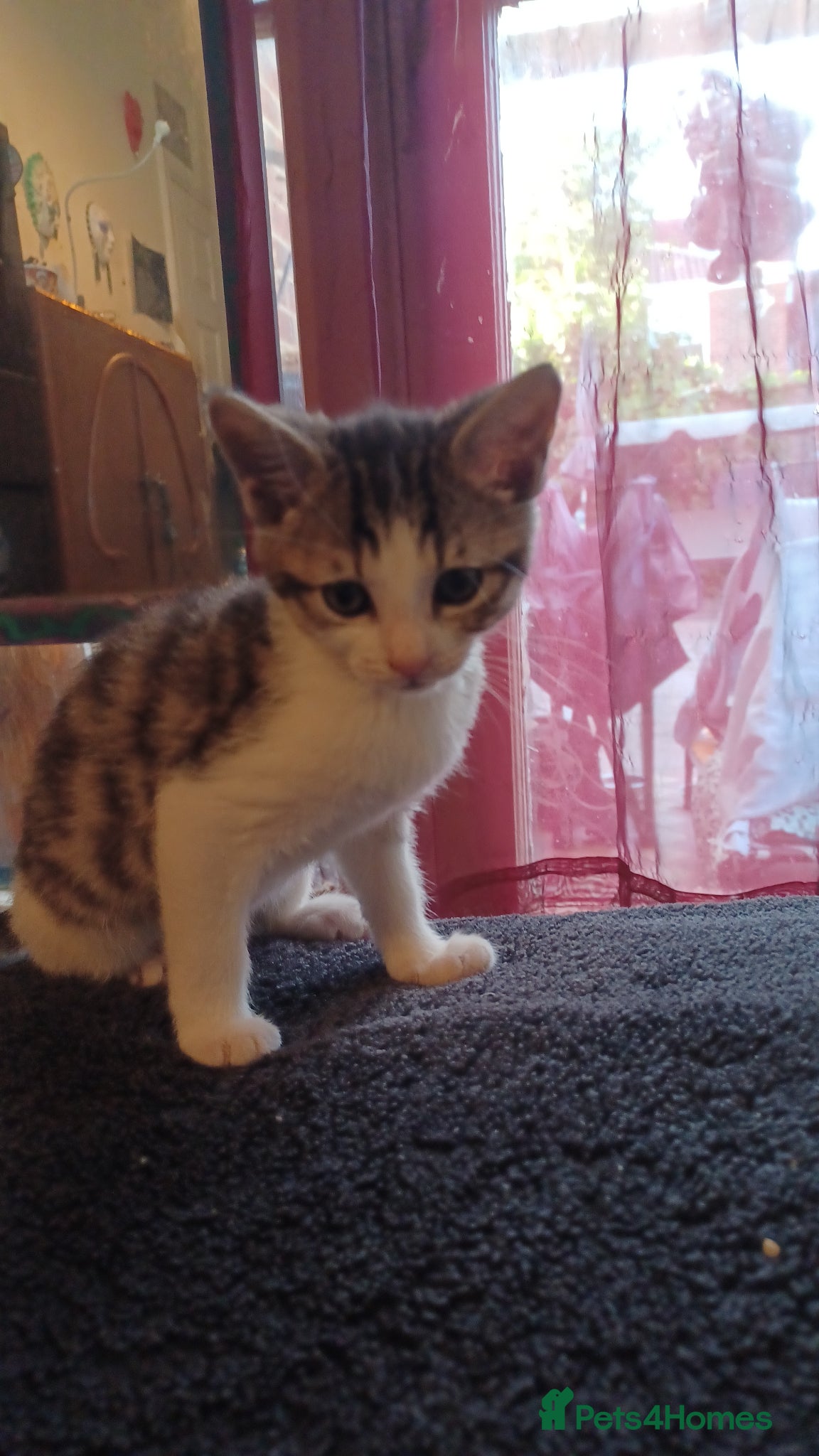 Mixed Breed cats 2boys & 2girls - Advert 12