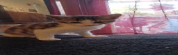 Mixed Breed cats for sale: 2boys & 2girls - Advert 22