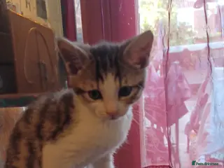 Mixed Breed cats 2boys & 2girls - Advert 12