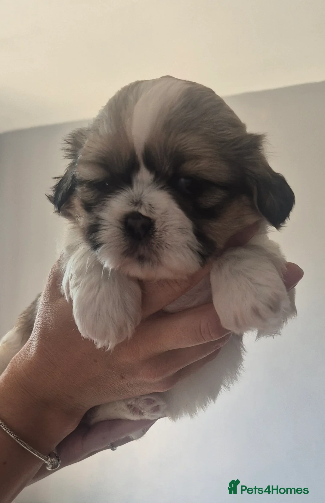 Shih Tzu dogs for sale: Shih tzu - Advert 2