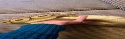 Python Snake reptiles for sale: Royal Python Collection Designer Morphs Females - Advert 16