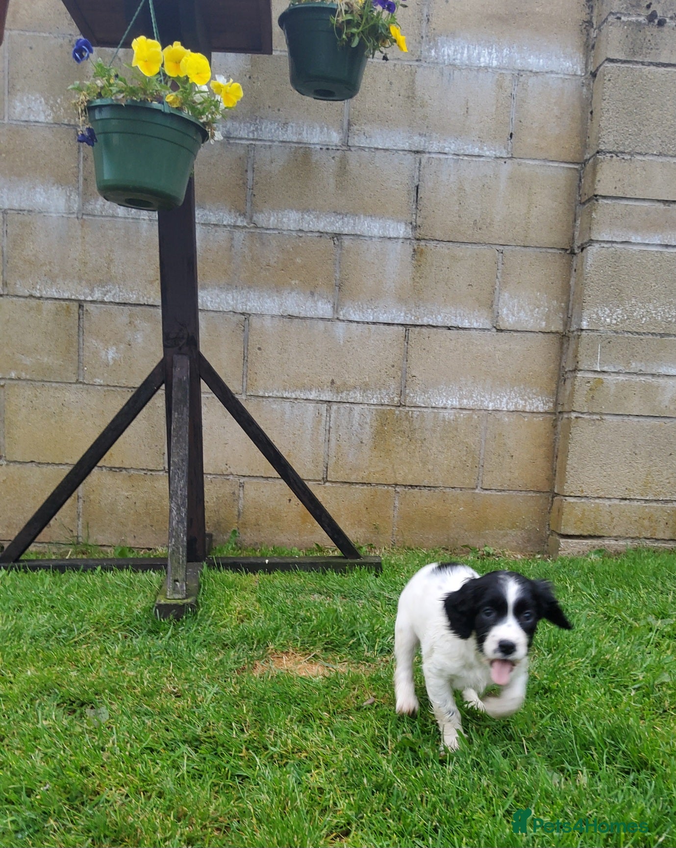 English Springer Spaniel dogs for sale: Photos! 2 Springer Spaniel beautiful pedigree pups - Advert 3