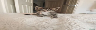Bengal 3