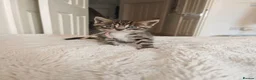 Bengal cats for sale: 1 Female Left!! Ready to leave Bengal Mix Kittens - Advert 12