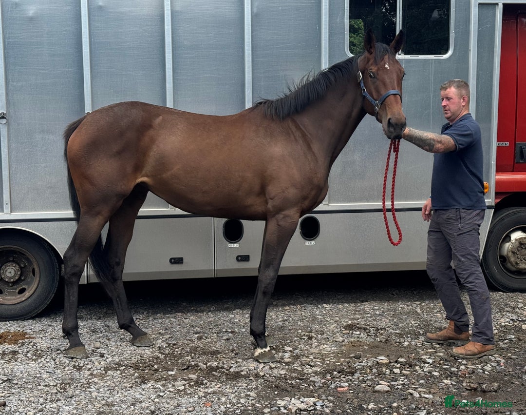 Irish Thoroughbred horses for sale: Unbroken Race / Event prospect  - Image 2