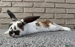 English Spot rabbits for sale: Tri coloured male rabbit - Image 4