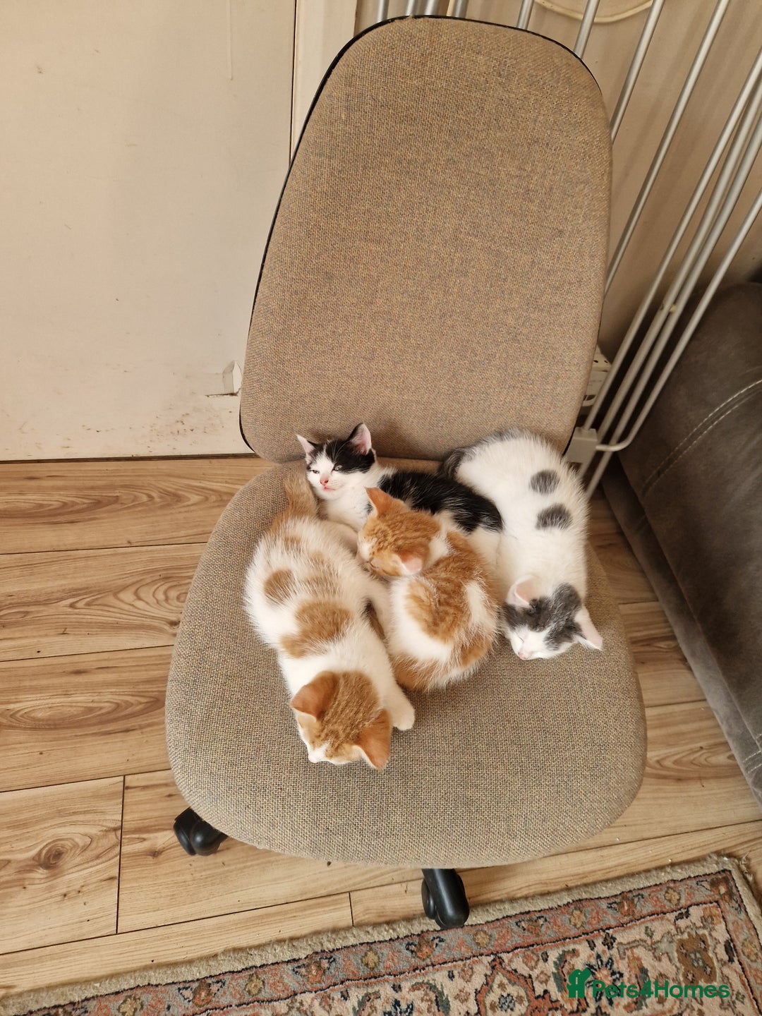Mixed Breed cats for sale: Kittens for sale  - Image 11