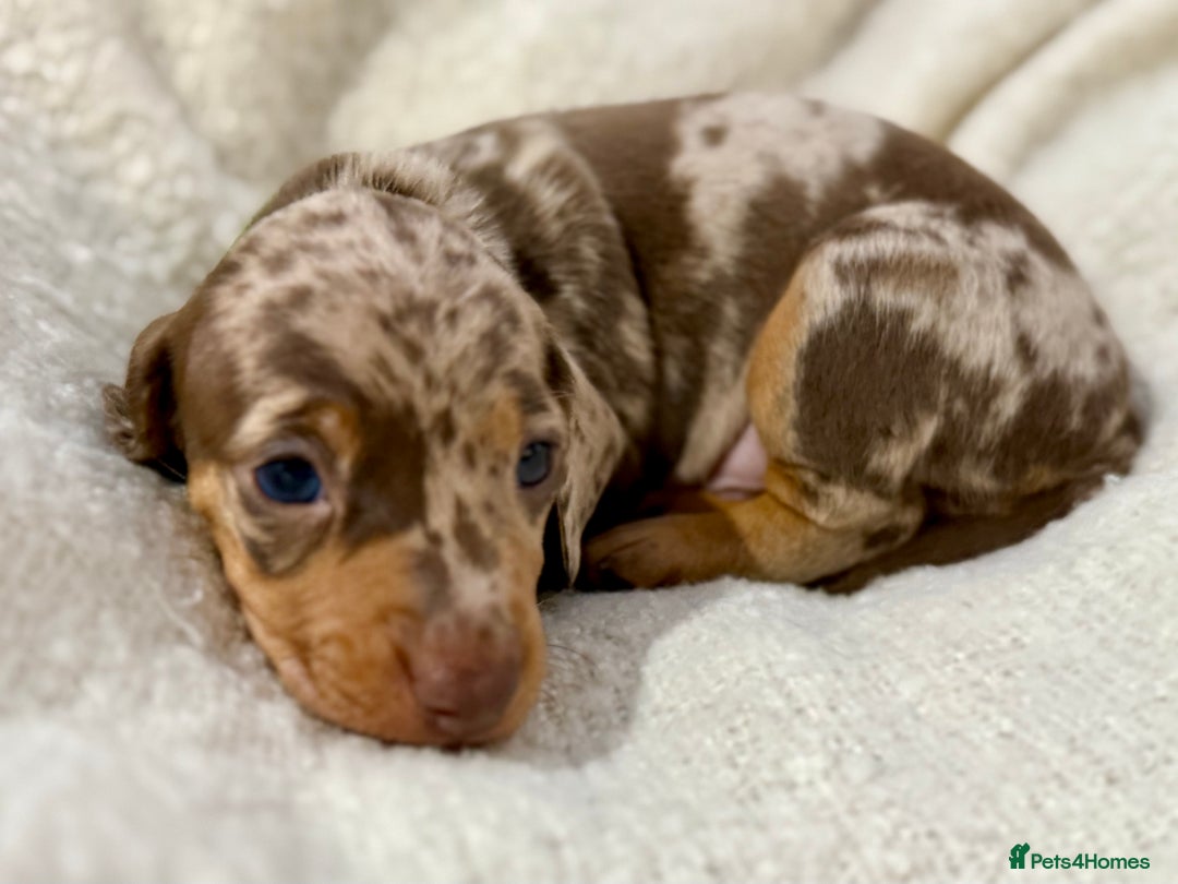 Miniature Dachshund dogs for sale: Mini Dachshund KC Reg -  ONLY 3 MALE PUPS LEFT!  - Advert 9