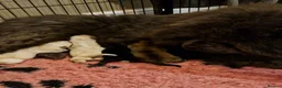 Chow Chow dogs for sale: Kc reg chow chow pups  - Advert 2