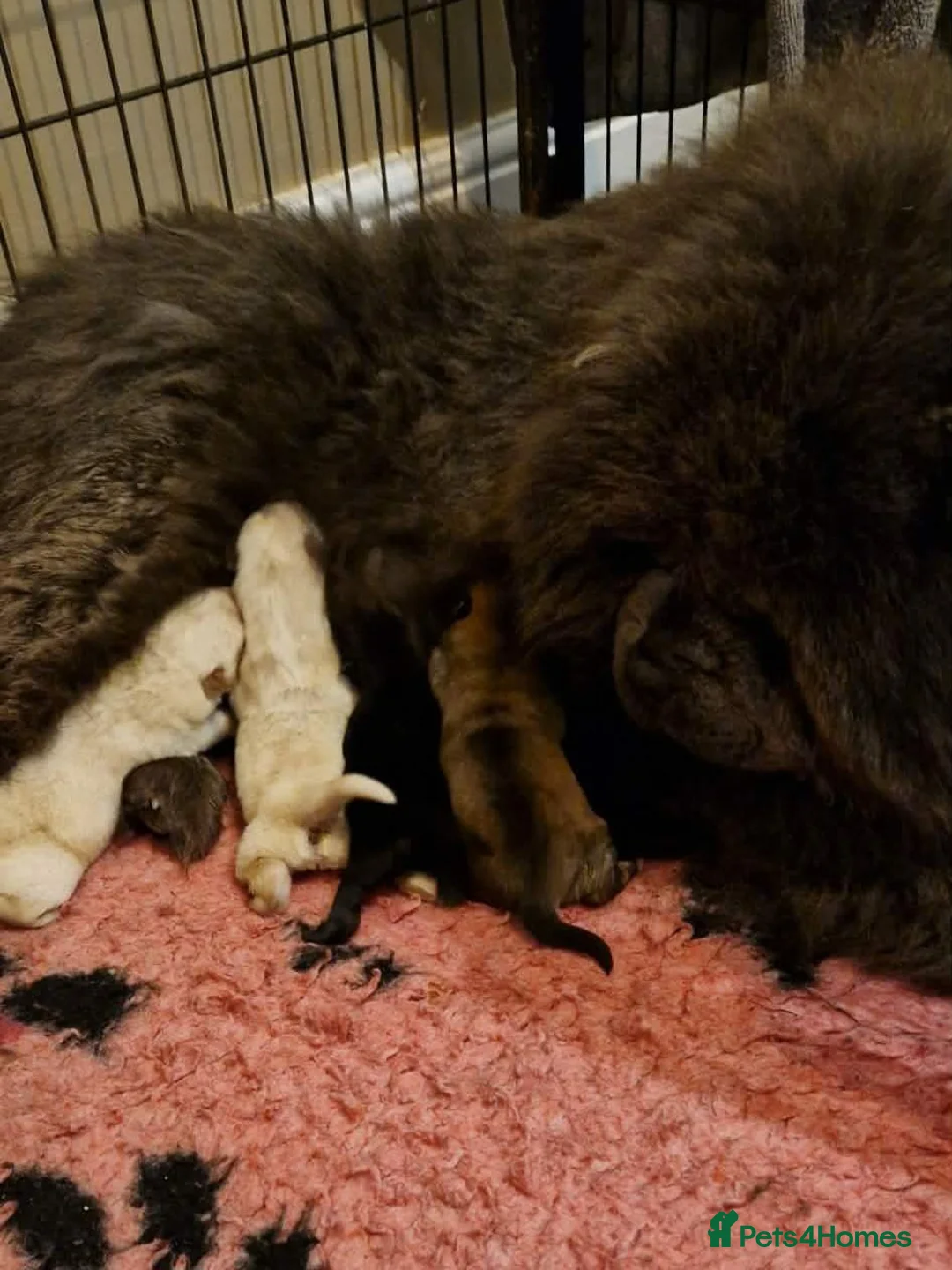 Chow Chow dogs for sale: Kc reg chow chow pups  - Advert 2
