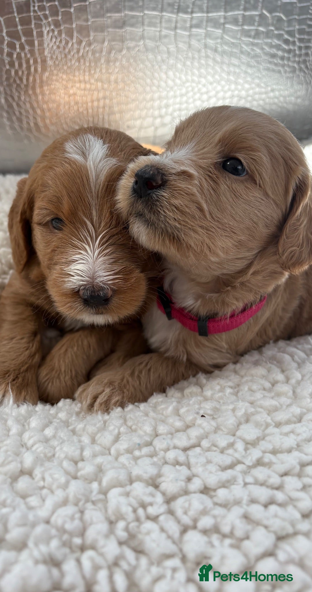Goldendoodle dogs Multigenerational Goldendoodle Girls Licensed - Advert 4