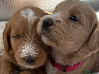 Goldendoodle dogs Multigenerational Goldendoodle Girls Licensed - Advert 4