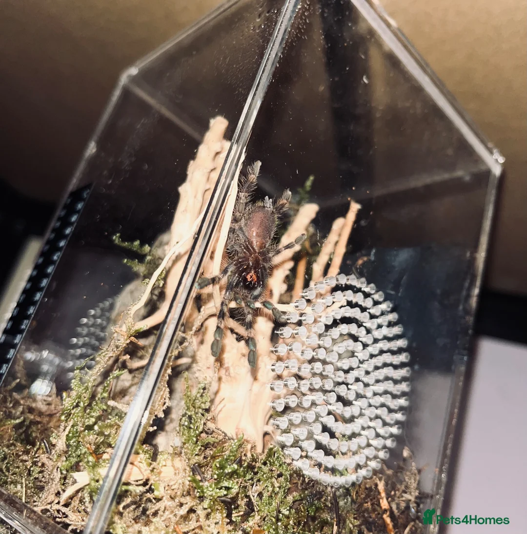 Tarantulas invertebrates for sale: 2 Old World Tarantulas - Advert 4