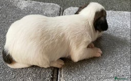 Jack Russell dogs for sale: 6 Jack Russell Puppies  - Advert 15