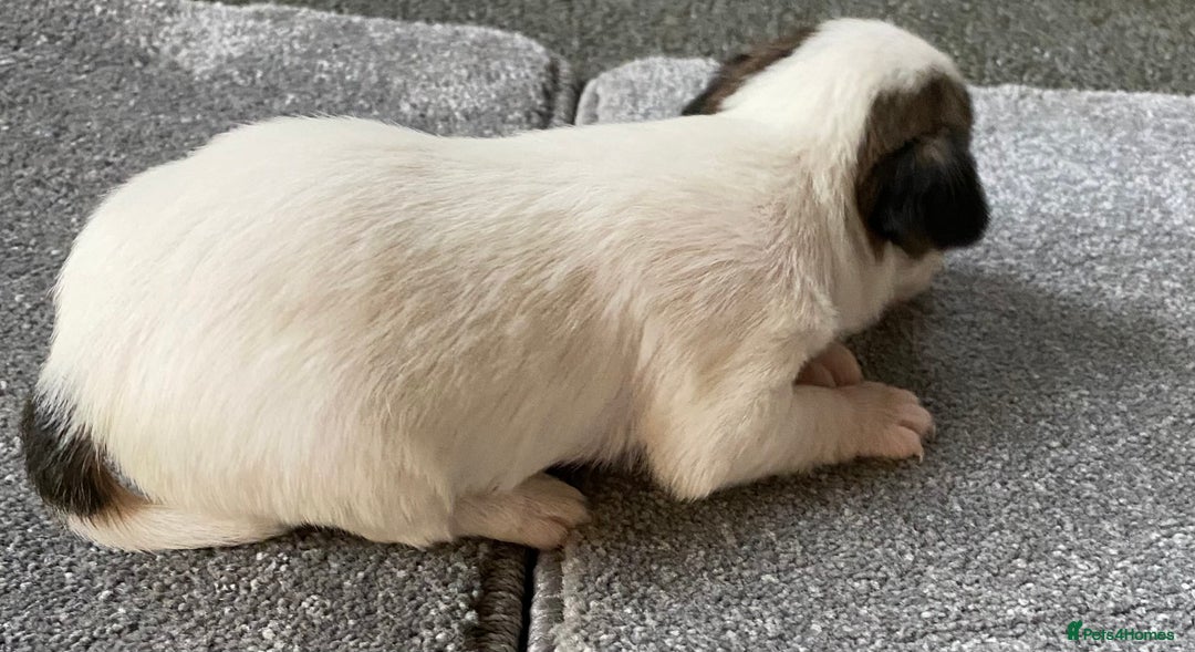 Jack Russell dogs for sale: 6 Jack Russell Puppies  - Advert 15