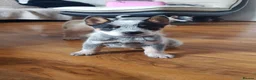 Australian Cattle Dog dogs for sale: 2 STUNNING RED BOYS KC ACD PUPS  - Advert 3