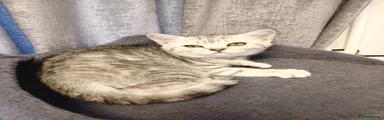 British Shorthair Kitten 2