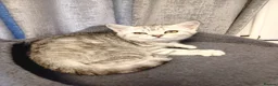 British Shorthair cats for sale: 2 British shorthair girls silver spotted/smoke - Advert 1
